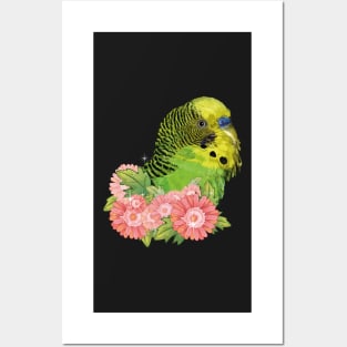 Australian parakeet Posters and Art
